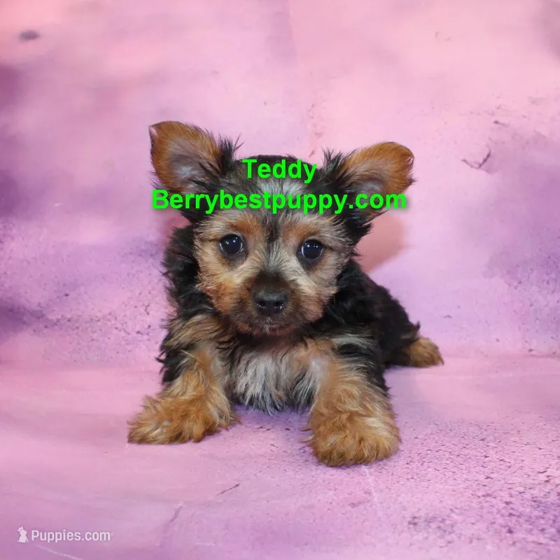 Teddy – Yorkshire Terrier puppy for sale in Littlerock, CA