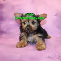 Teddy, a male Yorkshire Terrier for sale in Littlerock, CA – Photo 2 of 3