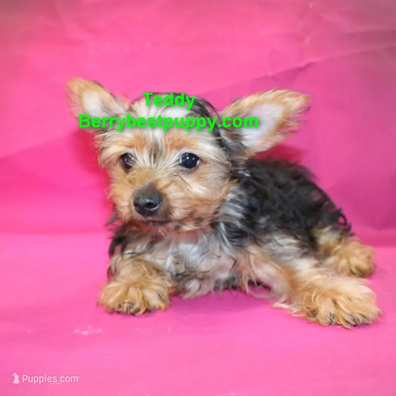 Teddy – Yorkshire Terrier puppy for sale in Littlerock, CA