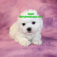 Apple, a male Maltese for sale in Littlerock, CA – Photo 3 of 3
