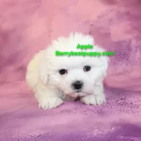 Apple, a male Maltese for sale in Littlerock, CA – Photo 2 of 3