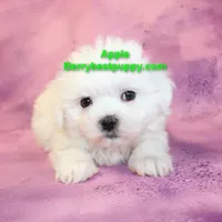 Apple, a male Maltese for sale in Littlerock, CA – Photo 1 of 3