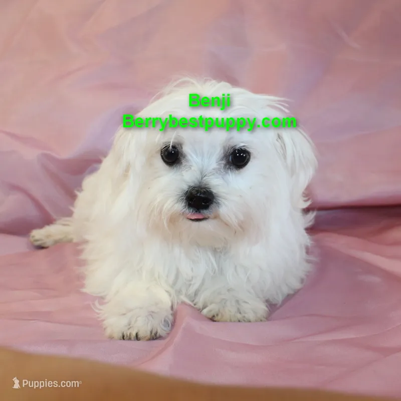 Benji – Maltese puppy for sale in Littlerock, CA