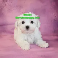 Mickey, a male Maltese for sale in Littlerock, CA – Photo 2 of 3