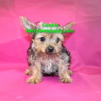 Cookie, a male Yorkshire Terrier for sale in Littlerock, CA – Photo 2 of 3