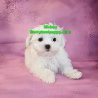 Mickey, a male Maltese for sale in Littlerock, CA – Photo 3 of 3