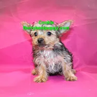 Cookie, a male Yorkshire Terrier for sale in Littlerock, CA – Photo 1 of 3