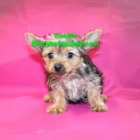 Cookie, a male Yorkshire Terrier for sale in Littlerock, CA – Photo 3 of 3