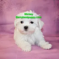 Mickey, a male Maltese for sale in Littlerock, CA – Photo 1 of 3