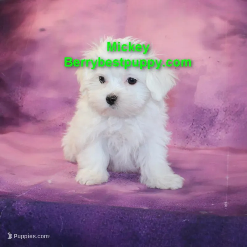 Mickey – Maltese puppy for sale in Littlerock, CA