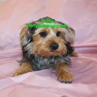 Teddy, a male Yorkshire Terrier for sale in Littlerock, CA – 2 of 3