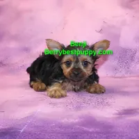 Benji, a male Yorkshire Terrier for sale in Littlerock, CA – Photo 3 of 3