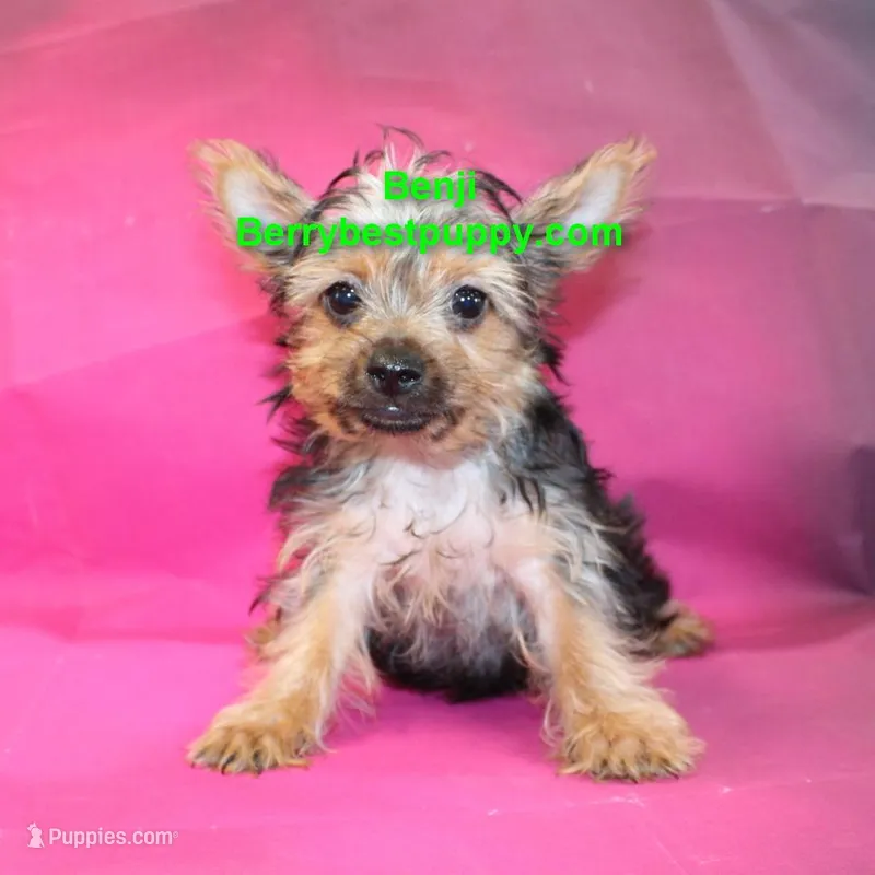 Benji – Yorkshire Terrier puppy for sale in Littlerock, CA