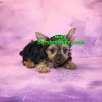 Benji, a male Yorkshire Terrier for sale in Littlerock, CA – Photo 2 of 3