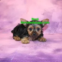 Benji, a male Yorkshire Terrier for sale in Littlerock, CA – Photo 1 of 3