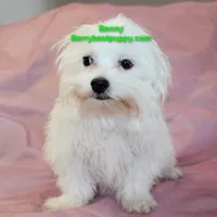 Benny, a male Maltese for sale in Littlerock, CA – 3 of 3