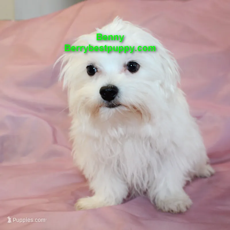 Benny – Maltese puppy for sale in Littlerock, CA