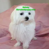 Melody, a female Maltese for sale in Littlerock, CA – 2 of 3