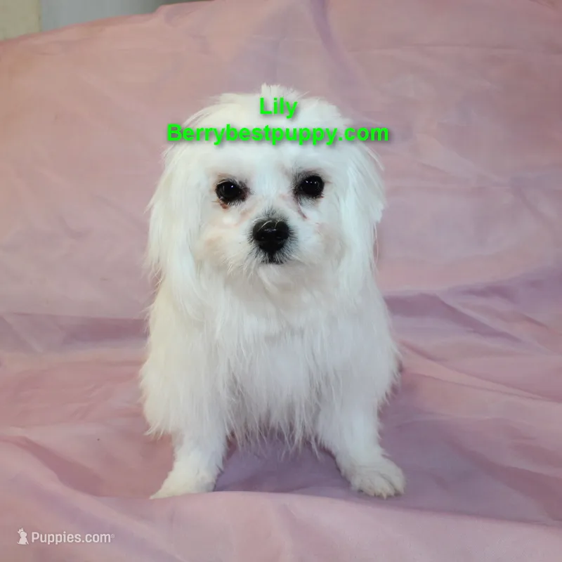 Lily – Maltese puppy for sale in Littlerock, CA