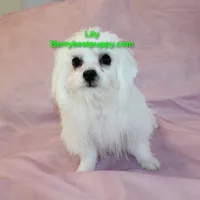 Lily, a female Maltese for sale in Littlerock, CA – 2 of 3