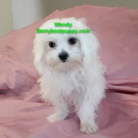 Wendy, a female Maltese for sale in Littlerock, CA – 2 of 3