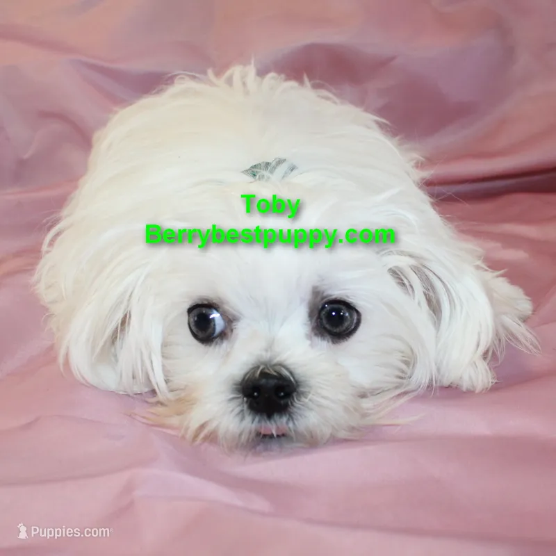 Toby – Maltese puppy for sale in Littlerock, CA
