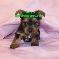 Tobby, a male Yorkshire Terrier for sale in Littlerock, CA – Photo 2 of 3