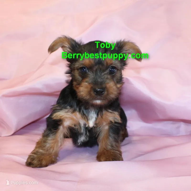 Tobby – Yorkshire Terrier puppy for sale in Littlerock, CA