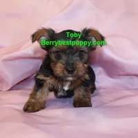 Tobby, a male Yorkshire Terrier for sale in Littlerock, CA – Photo 3 of 3