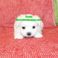 KOALA, a male Maltese for sale in Littlerock, CA – Photo 3 of 3