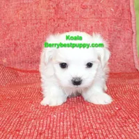 KOALA, a male Maltese for sale in Littlerock, CA – Photo 2 of 3