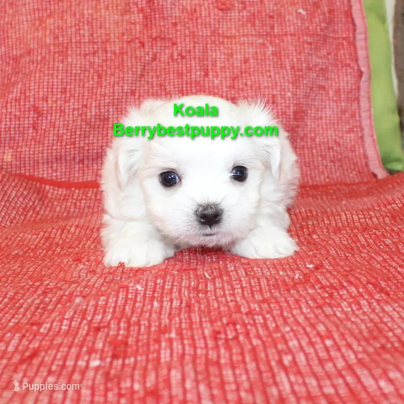 KOALA, a male Maltese for sale in Littlerock, CA – Photo 1 of 3