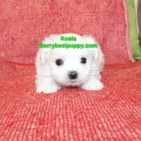 KOALA, a male Maltese for sale in Littlerock, CA – Photo 1 of 3