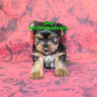 Benji, a male Yorkshire Terrier for sale in Littlerock, CA – Photo 2 of 3