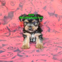 Benji, a male Yorkshire Terrier for sale in Littlerock, CA – Photo 1 of 3