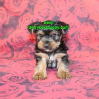 Benji, a male Yorkshire Terrier for sale in Littlerock, CA – Photo 3 of 3