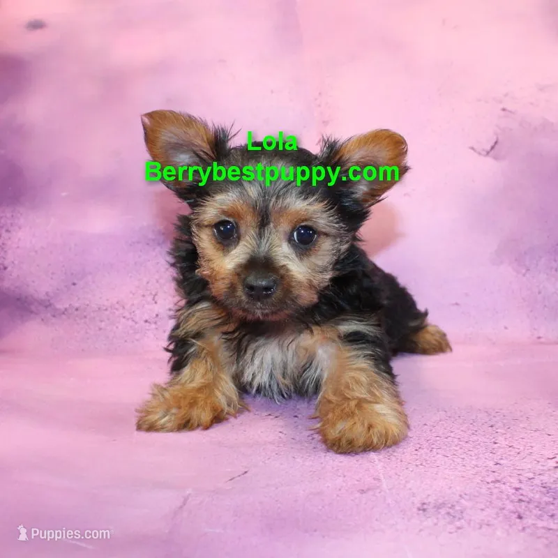 Lola – Yorkshire Terrier puppy for sale in Littlerock, CA