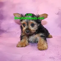 Lola, a female Yorkshire Terrier for sale in Littlerock, CA – Photo 3 of 3