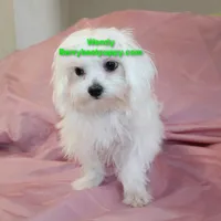 Wendy, a female Maltese for sale in Littlerock, CA – 3 of 3
