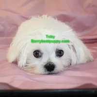Toby, a male Maltese for sale in Littlerock, CA – 2 of 3