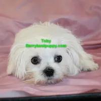 Toby, a male Maltese for sale in Littlerock, CA – 3 of 3