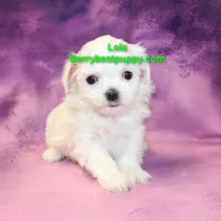 Lola, a female Maltese for sale in Littlerock, CA – Photo 2 of 3