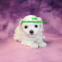 Lola, a female Maltese for sale in Littlerock, CA – Photo 3 of 3