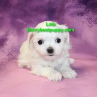 Lola, a female Maltese for sale in Littlerock, CA – Photo 1 of 3