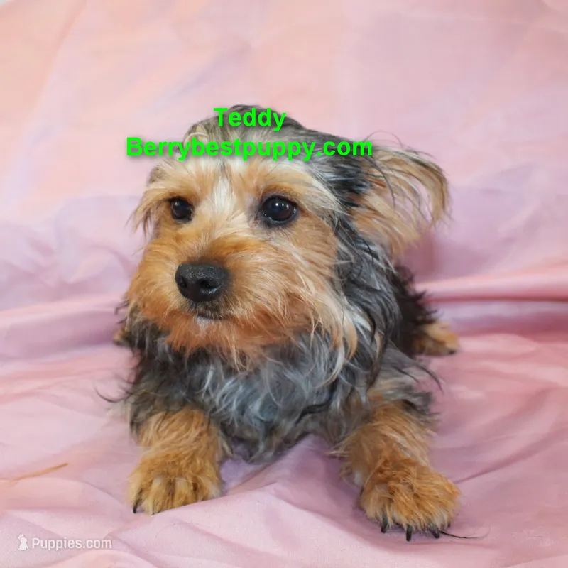 Teddy – Yorkshire Terrier puppy for sale in Littlerock, CA