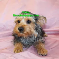 Teddy, a male Yorkshire Terrier for sale in Littlerock, CA – 1 of 3