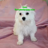 Oreo, a male Maltese for sale in Littlerock, CA – 3 of 3