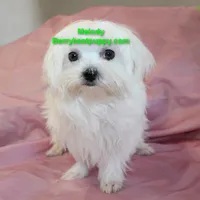 Melody, a female Maltese for sale in Littlerock, CA – 3 of 3