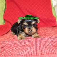 Coco, a male Yorkshire Terrier for sale in Littlerock, CA – Photo 1 of 3