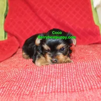 Coco, a male Yorkshire Terrier for sale in Littlerock, CA – Photo 3 of 3